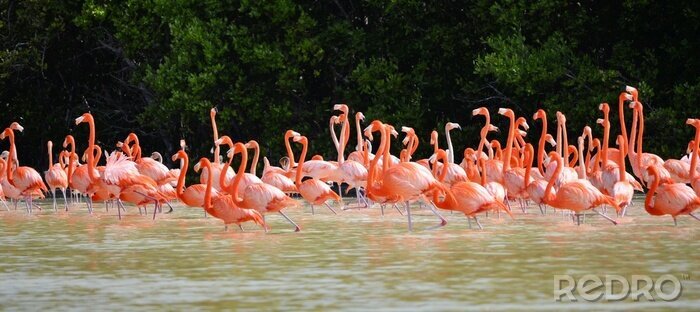Fototapete Rosa Flamingos im Teich