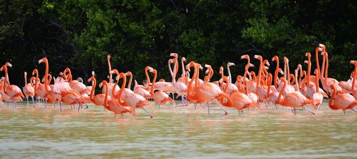 Fototapete Rosa Flamingos im Teich
