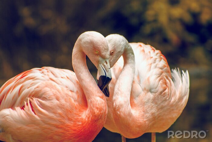 Fototapete Rosa flamingos im zoo