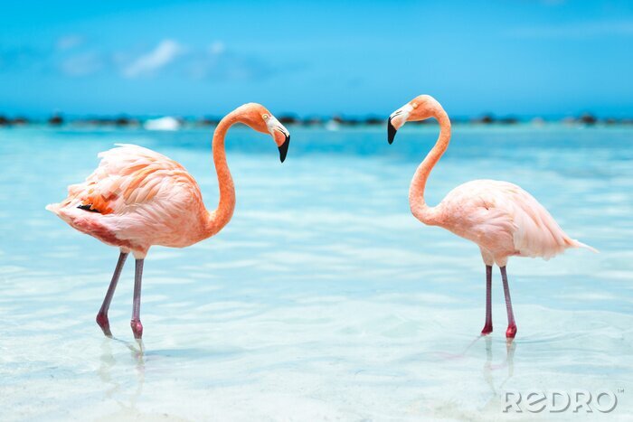 Fototapete Rosa Flamingos in blauem Wasser