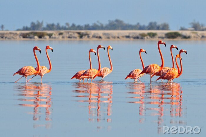 Fototapete Rosa flamingos in der bucht