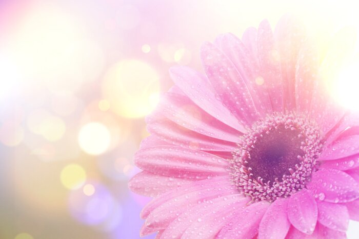 Fototapete Rosa Gänseblümchen