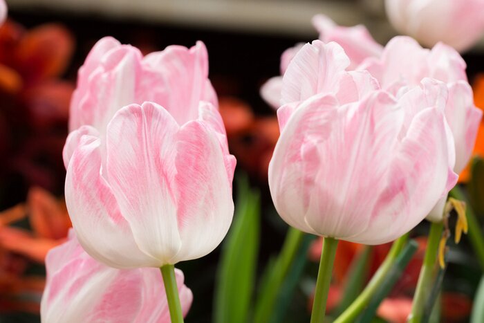 Fototapete Rosa Gartentulpen