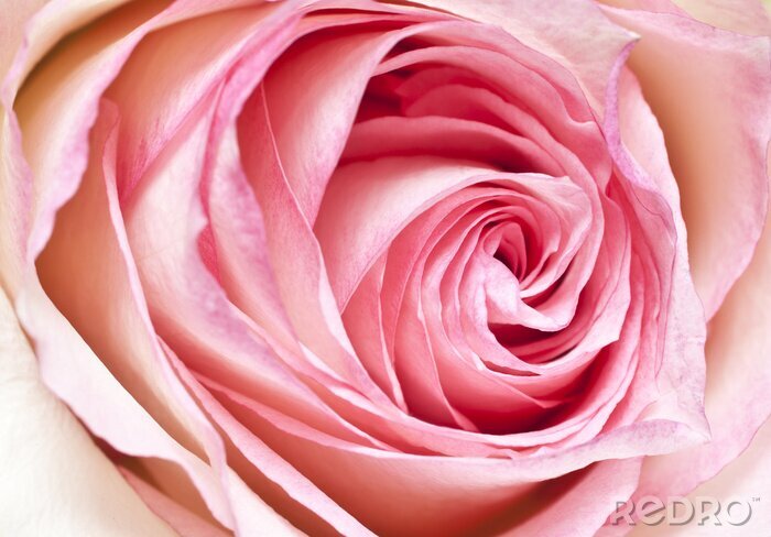 Fototapete Rosa große Rose