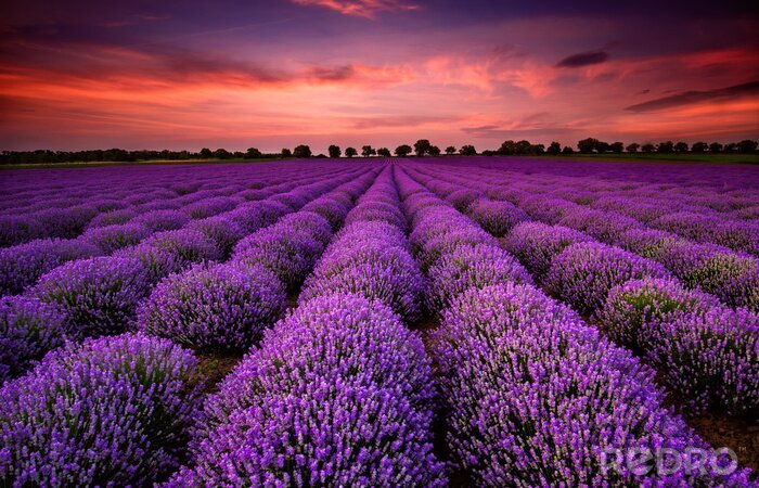 Fototapete Rosa Himmel vor dem Hintergrund des violetten Lavendels