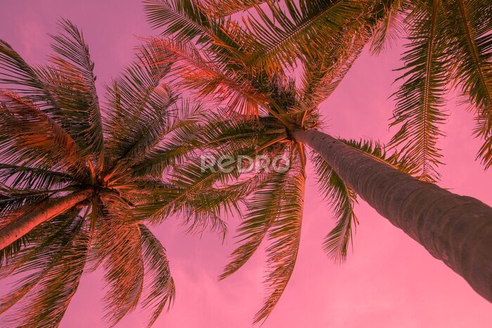 Fototapete Rosa Landschaft bei Sonnenuntergang mit Palmen