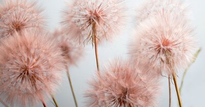 Fototapete Rosa Löwenzahn auf hellem Hintergrund, Nahaufnahme botanisches Pflanzenmuster