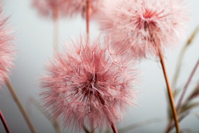 Fototapete Rosa Löwenzahn hautnah