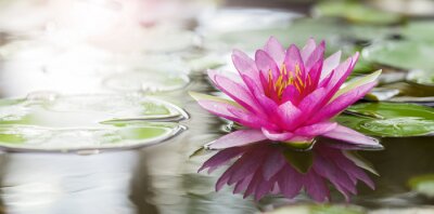 Fototapete Rosa Lotusblume auf Wasser