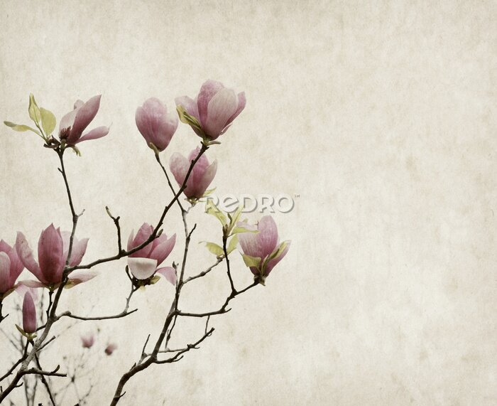 Fototapete Rosa Magnolia Blumen auf altem Papier Hintergrund