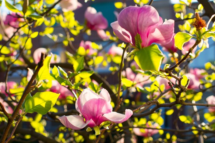 Fototapete Rosa Magnolie auf einem Baum