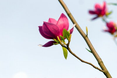 Fototapete Rosa Magnolie auf einem Zweig