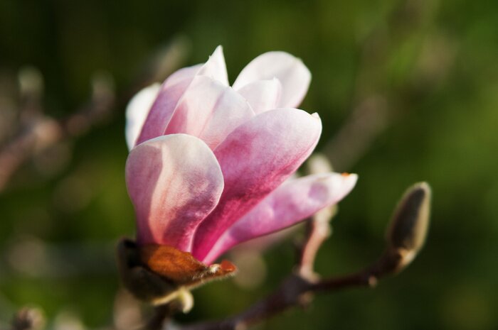 Fototapete Rosa Magnolie im Garten