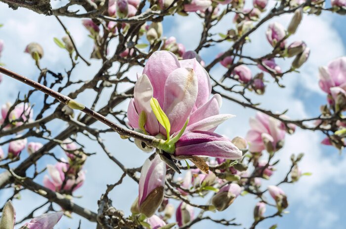 Fototapete Rosa Magnolie mit Himmel im Hintergrund