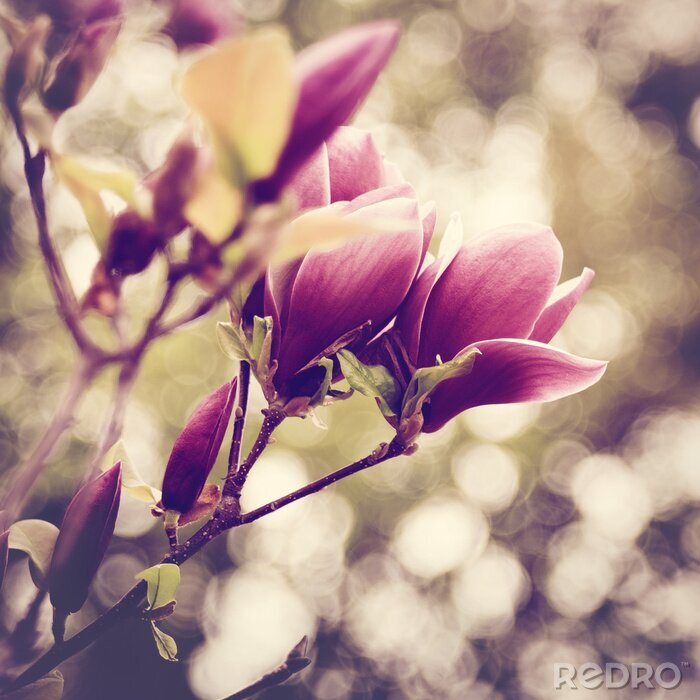 Fototapete Rosa Magnolie und verschwommener Hintergrund