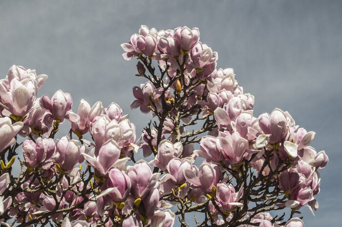 Fototapete Rosa Magnolien auf grauem Hintergrund
