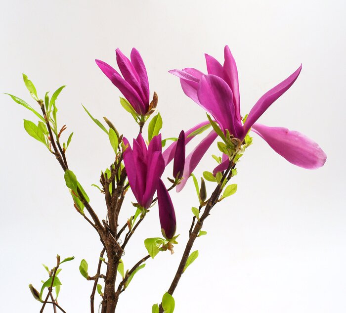 Fototapete Rosa Magnolien und grüne Blätter