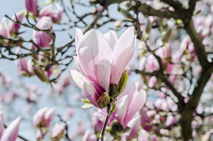 Fototapete Rosa Magnolienblütenblätter am Busch