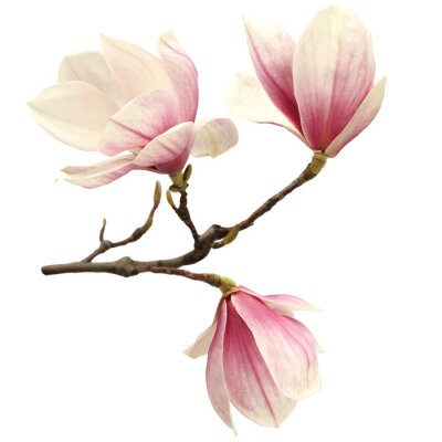 Fototapete Rosa Magnolienblütenblätter an einem Zweig
