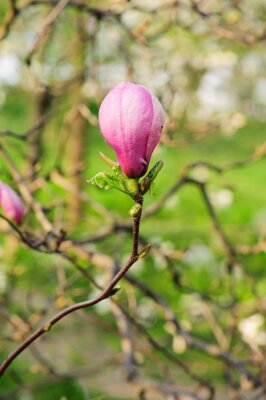 Rosa Magnolienknospe in Blüte