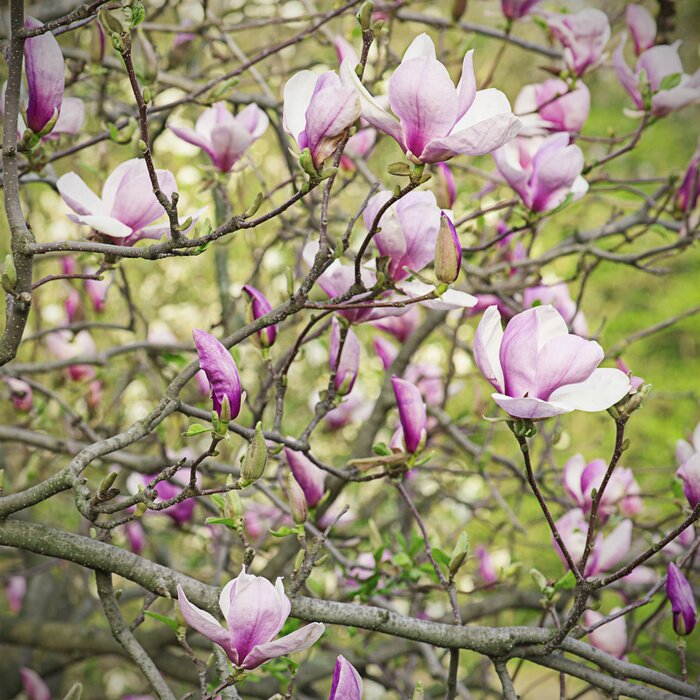 Fototapete Rosa Magnolienzweige