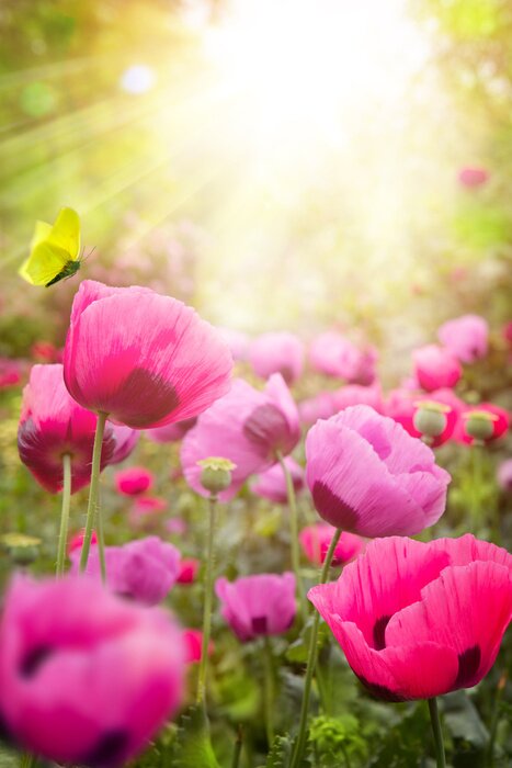 Fototapete Rosa Mohnblumen auf der Lichtung