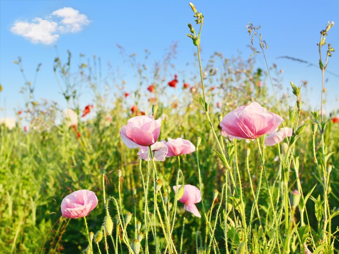 Fototapete Rosa Mohnblumen auf der Wiese
