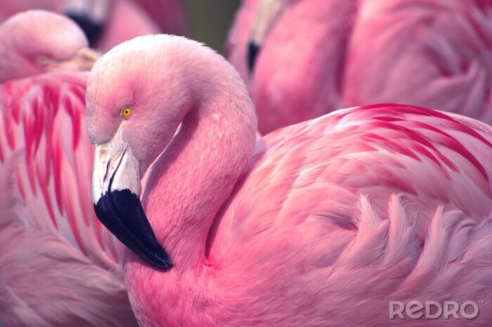 Fototapete Rosa muster mit flamingo