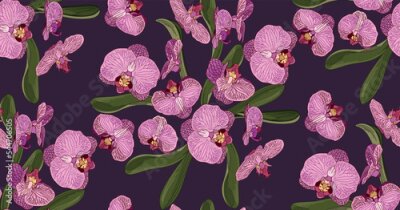 Fototapete Rosa Orchidee in voller Blüte