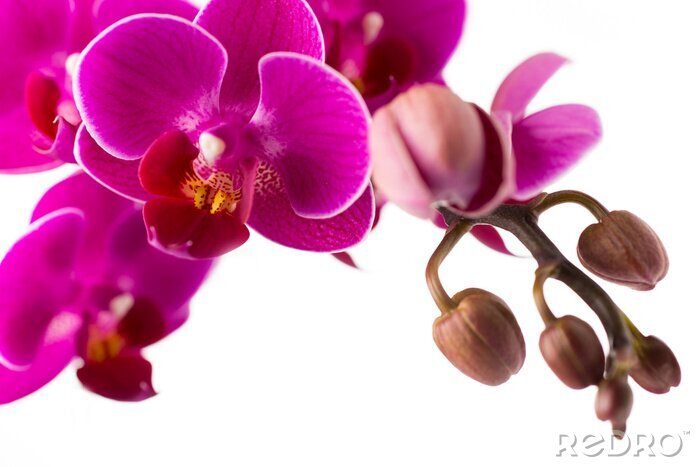 Fototapete Rosa Orchidee und blühende Knospen