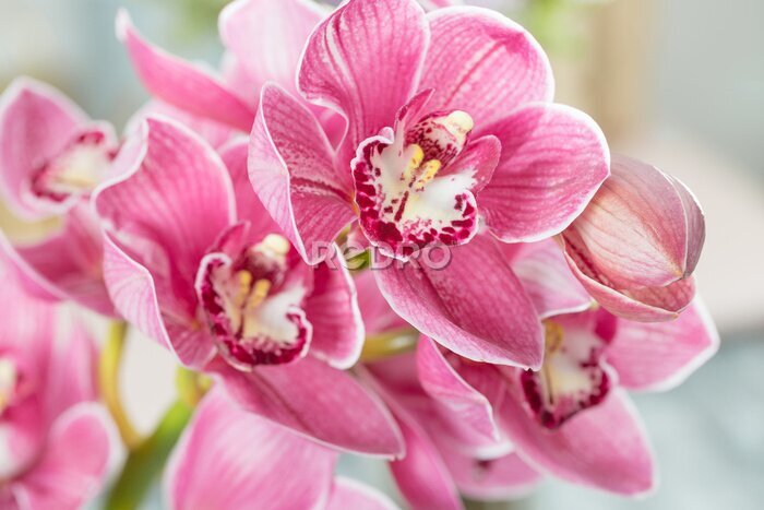 Fototapete Rosa Orchideenblüte auf hellem Hintergrund