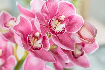 Fototapete Rosa Orchideenblüte auf hellem Hintergrund