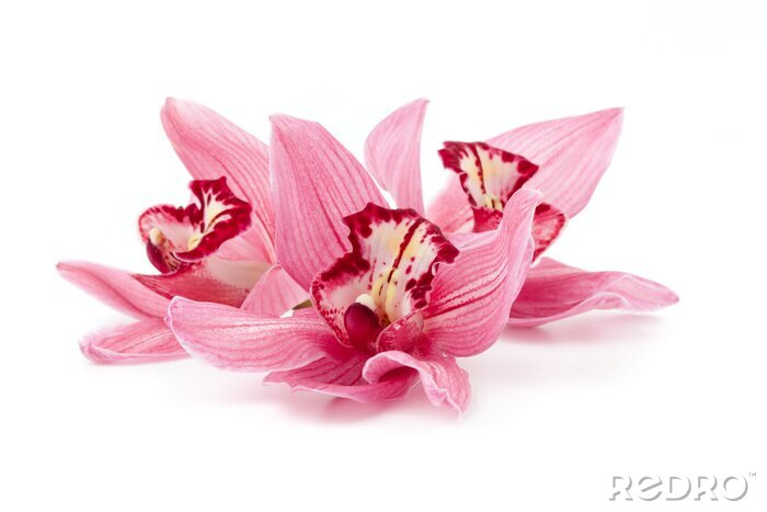 Fototapete Rosa Orchideenblüten