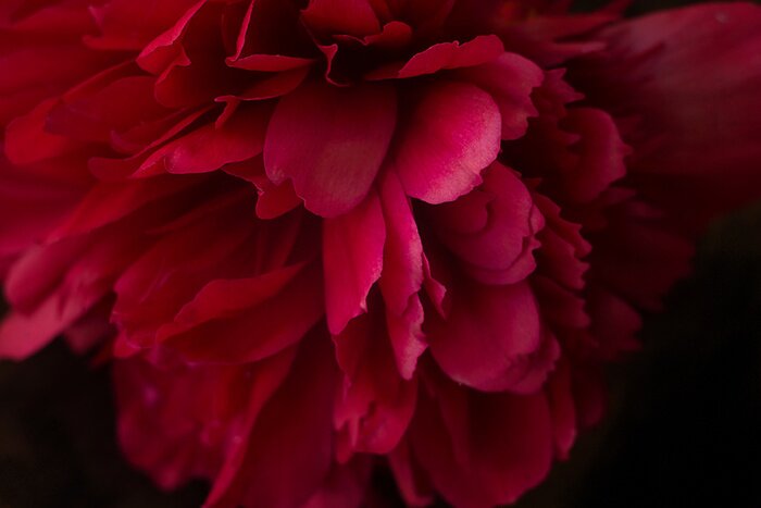 Fototapete Rosa Pfingstrose aus nächster Nähe