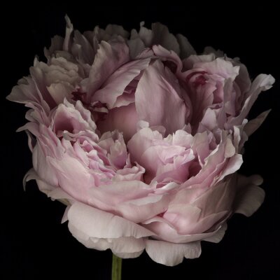 Fototapete Rosa Pfingstrose Nahaufnahme