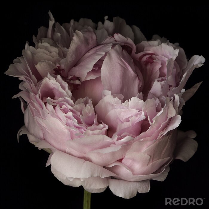 Fototapete Rosa Pfingstrose Nahaufnahme