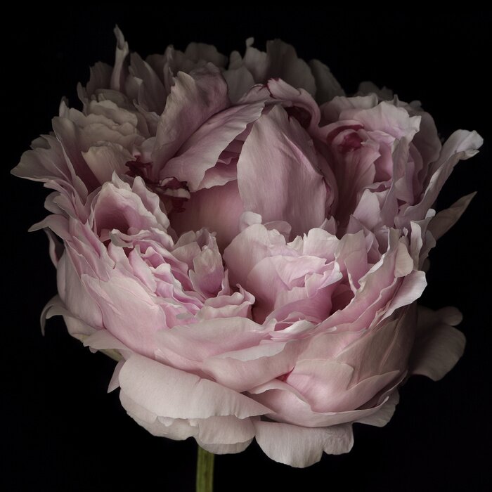 Fototapete Rosa Pfingstrose Nahaufnahme