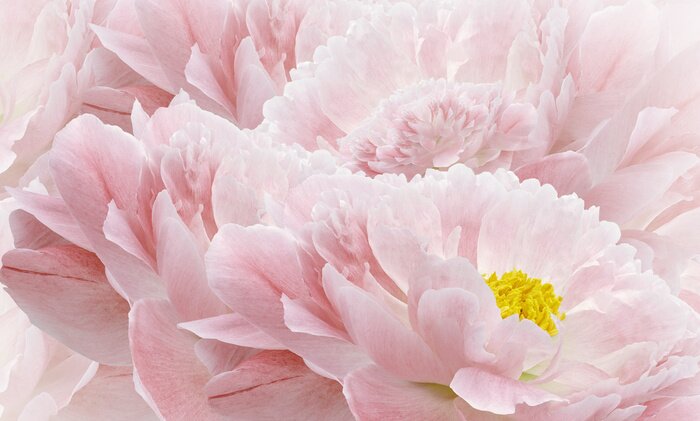 Fototapete Rosa Pfingstrosen aus nächster Nähe