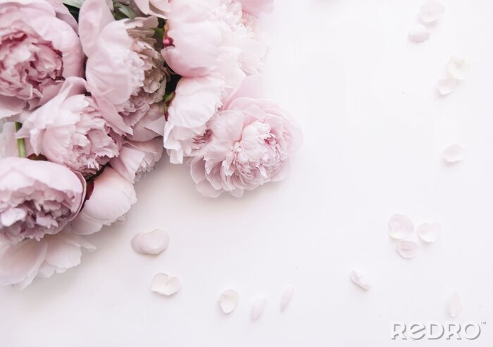 Fototapete Rosa Pfingstrosen und Blütenblätter