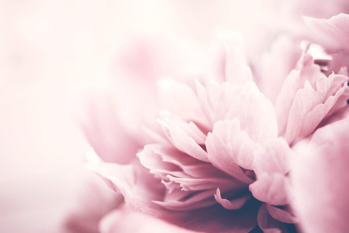 Fototapete Rosa Pfingstrosenblüten