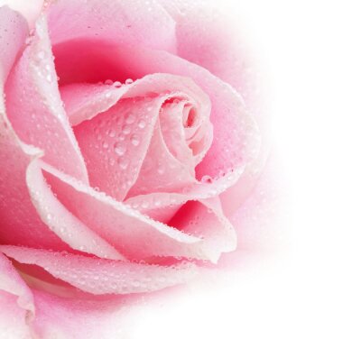 Fototapete Rosa Rosenblütenblätter auf weißem Hintergrund