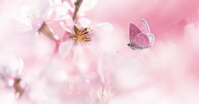 Fototapete Rosa Schmetterling vor dem Hintergrund von Mandelbäumchen