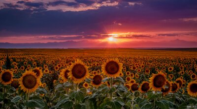 Fototapete Rosa Sonnenuntergang und Sonnenblumen