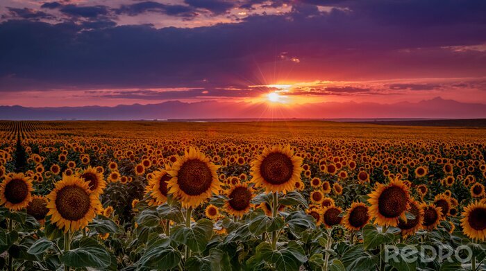 Fototapete Rosa Sonnenuntergang und Sonnenblumen
