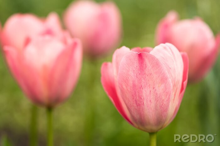 Fototapete Rosa Tulpe Nahaufnahme