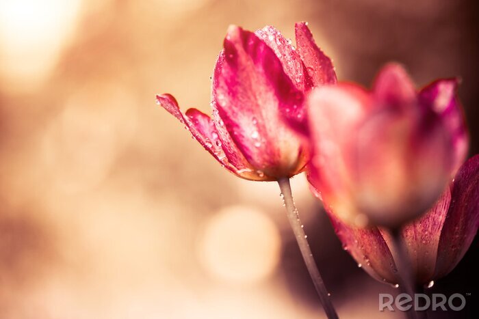 Fototapete Rosa Tulpen auf der Wiese