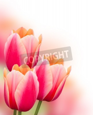 Fototapete Rosa Tulpen auf hellem Hintergrund