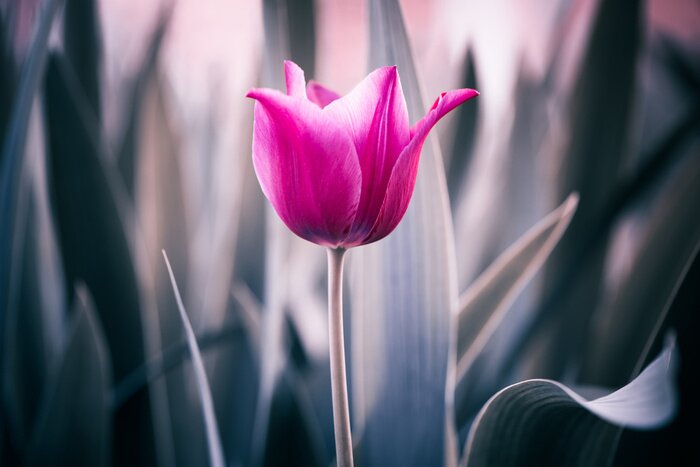 Fototapete Rosa Tulpen auf Makrofotografie