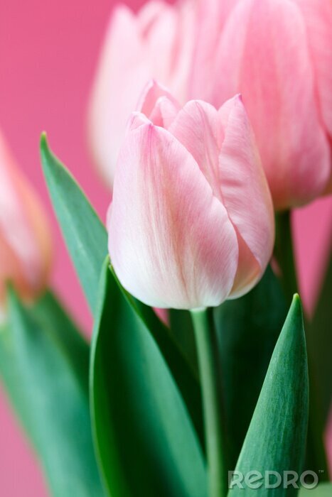Fototapete Rosa Tulpen auf rosa Hintergrund