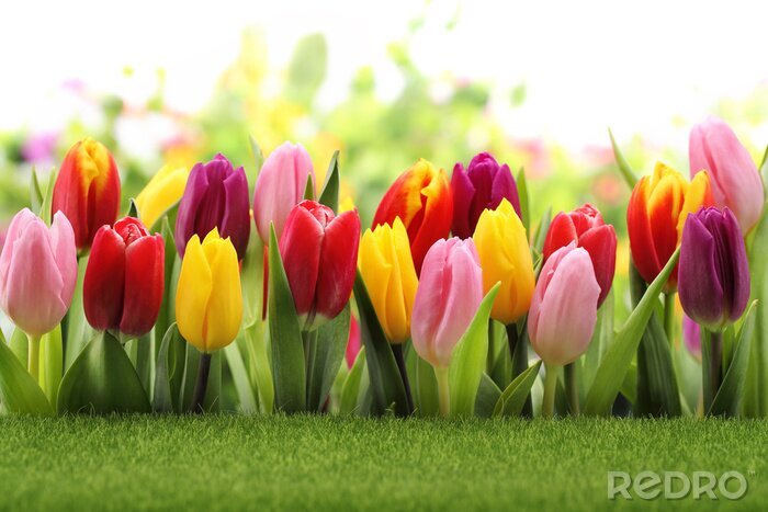 Fototapete Rosa Tulpen neben gelben und roten Tulpen
